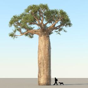 Baobab Tree 01